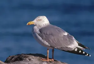 Argentatus: Herring Gull