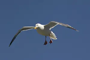 Argentatus: Herring Gull