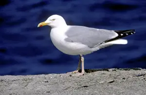 Argentatus: Herring Gull