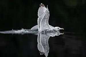 Vince Burton: Herring Gull