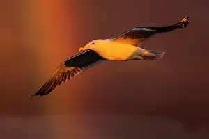 Vince Burton: Herring Gull