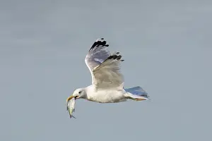 Laridae: Herring Gull - adult gull in flight with fish in