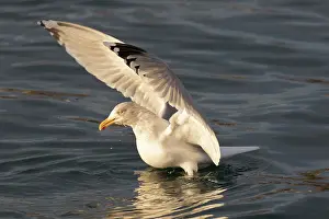 Herring: Herring Gull - adult gull landing - Iceland