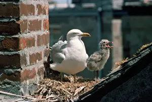 J Laurie: HERRING GULL - adult in rooftop nest with chick