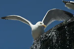 Pavilion: Herring Gull - Bathing in the fountain near The Pavilion