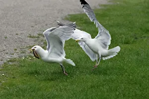 Stealing: Herring Gull - Two birds fighting over food
