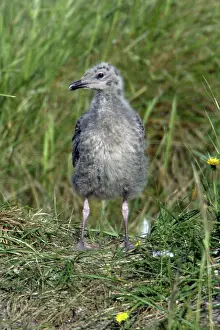 Return: Herring Gull - Chick waiting for return of parent bird
