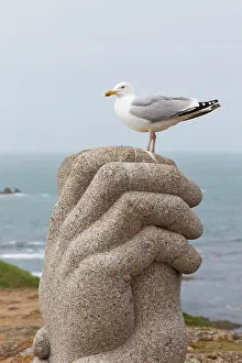 Corbiere: Herring Gull - on Corbiere Memorial Sculpture