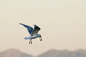 Intelligence: Herring Gull Dropping Clam