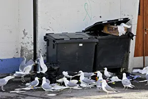Stealing: Herring Gull - around dustbin