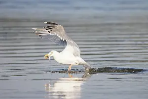 Mecklenburg: Herring Gull Fish