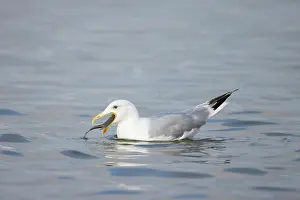 Mecklenburg: Herring Gull Fish