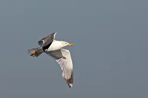 Gilbraltar: Herring Gull - in flight
