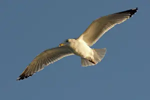 Argentatus: Herring Gull In Flight