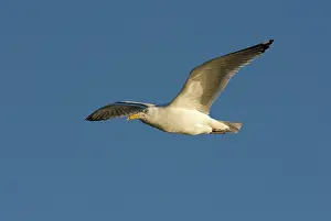 Argentatus: Herring Gull In Flight