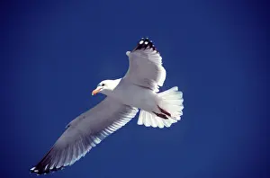 Gulls: HERRING GULL - in flight