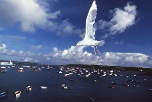 Quay: HERRING GULL IN FLIGHT