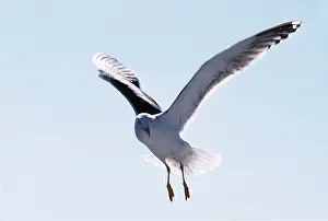 Gulls: HERRING GULL - IN FLIGHT