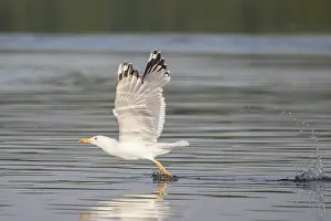 Mecklenburg: Herring Gull flight