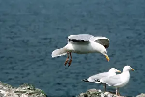 Gulls: HERRING GULL - IN FLIGHT BY SEA