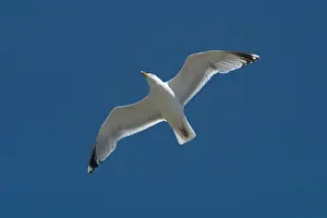 Brighton: Herring Gull - In flight, Soaring above Brighton Beach