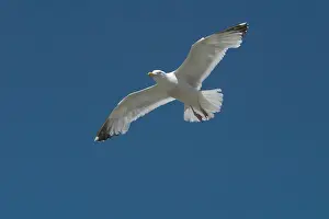 Brighton: Herring Gull - in flight. Soaring above Brighton Beach