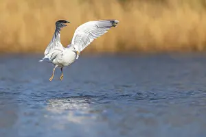 David Chapman: Herring Gull - Flight - UK