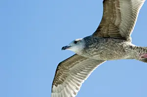 Caroline: Herring Gull, Immature