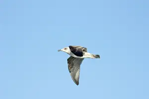 Caroline: Herring Gull, Immature