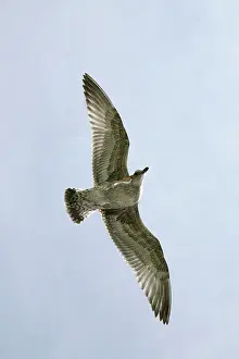 Scratching: Herring Gull - juvenile scratching its head in flight