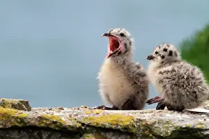 Argentatus: Herring Gull (Larus argentatus), chicks, @ le d'Yeu