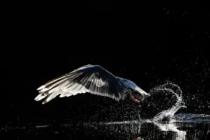 Vince Burton: Herring gull (Larus argentatus) backlit as it takes off from