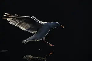Vince Burton: Herring gull (Larus argentatus) backlit as it touches down o
