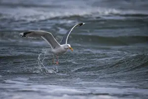 Catch: Herring Gull (Larus argentatus) with captured starfish in its beak