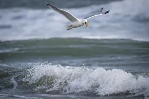 Waves: Herring gull (Larus argentatus) in flight over the surf