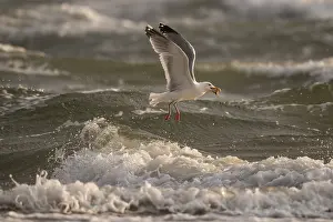 Waves: Herring gull (Larus argentatus) in flight over the surf with a starfish in its beak