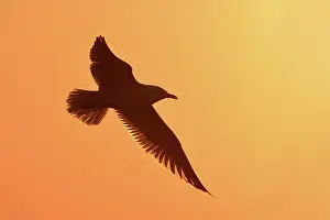 Argentatus: Herring Gull (Larus argentatus) flying at sunset