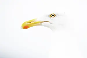 Vince Burton: Herring gull (Larus argentatus) high key portrait