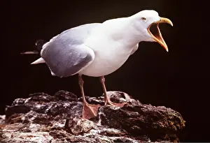 Gulls: HERRING GULL - Long Call