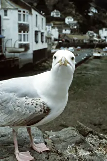 Gulls: Herring Gull - looking at lens