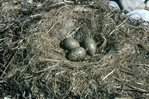 Argentatus: Herring Gull Nest and Eggs