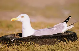 Tyre: Herring GULL - nesting in motor tyre