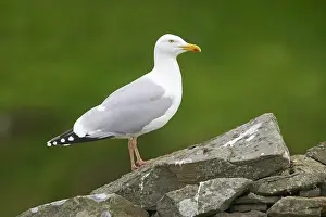 Drystone: Herring Gull - on old drystone wall