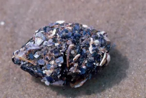 Pellets: HERRING GULL - PELLET