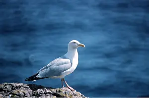 Gulls: Herring Gull - on rock