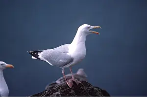 Gulls: HERRING GULL - on rock