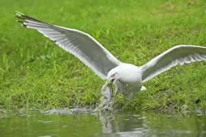 Trouts: Herring Gull - With Trout Stolen from Fish Farm Pool