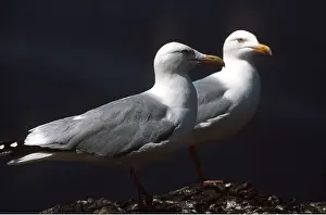 Gulls: HERRING GULL - two, on rock