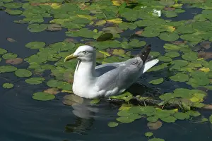Edinburgh: Herring Gull - among waterlilies in Edinburgh Botanic