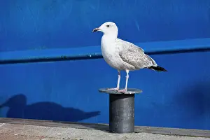 Mooring: Herring Gull - in winter plumage perched on mooring